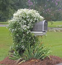 The mature size of your clematis depends on the species. Sweet Autumn Clematis Do You Dare Cary Magazine