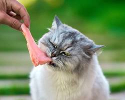 Chicken for cats