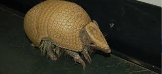 Three Banded Armadillo (Brazilian) - Lehigh Valley Zoo
