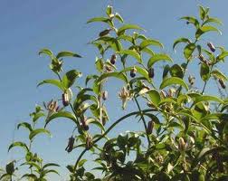 Image result for Asparagus asparagoides