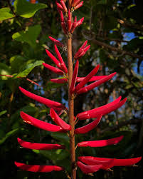 Though it does best in full sun, firespike will bloom in partial shade. 47 Native Plants For Florida Flowers Shrubs And Trees Lawnstarter