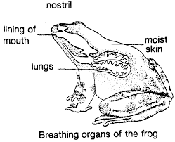 What Does A Frog S Trachea Do Socratic