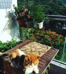 32 Likes 3 Comments 00lee00 On Instagram Making Friends Sunny Days Instagram Lazy Cat