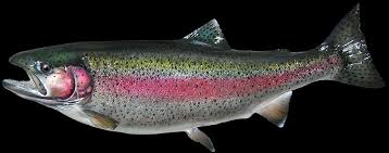 Rainbow trout can be found in the river and mountain lake. Pin On Circle Time