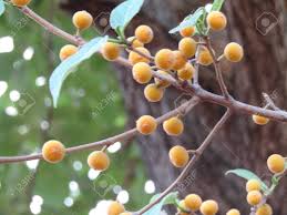 Click to share on facebook (opens in new window Wild Fruits In Yellow Colour To The Natural Trees Stock Photo Picture And Royalty Free Image Image 103532127