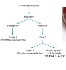 Image result for Group D Streptococcus