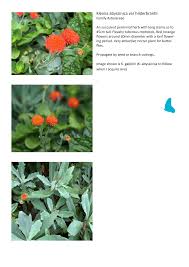 Image result for Kleinia abyssinica