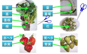 イチゴの王様 あまおう 残渣 機能性5項目で高評価 福岡発の機能性食品 化粧品開発目指す 九大 日本の身土不二