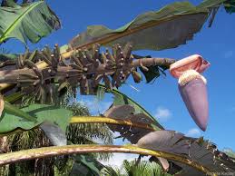 Image result for Musa acuminata