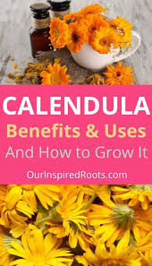 Calendula Benefits Uses And How To Grow It In 2020 Calendula Benefits Calendula Herbs For Health