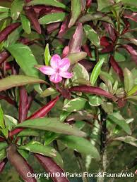 Image result for Barleria spinulosa