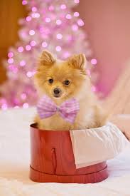 Weitere ideen zu süße tiere, hunde, niedliche tiere. Weihnachten Hund Hundchen Geschenk Vorhanden Tier Suss Niedliche Tapete Pikist