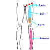 Another front leg deformity which commonly occurs is called elbow dysplasia. 1