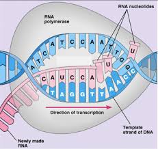 What is the central dogma? How Genes Can Cause Disease Understanding Transcription And Translation Serendip Studio