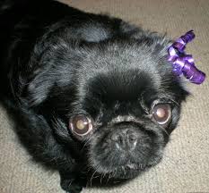 Long haired pugs looks no different than purebred pugs, but one with long and fluffy hair. Image Result For Long Haired Pug Long Haired Pug Pug Puppies Pugs