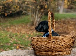 We are a small breeder located near walla walla, washington. Labrador Retriever Puppies For Sale Yelm Wa 312334