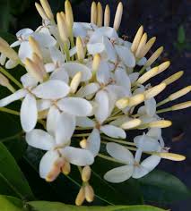 Image result for Ixora fastigiata