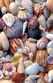 Pin By Dana Kearney On Photos Sea Shells Shells Ocean