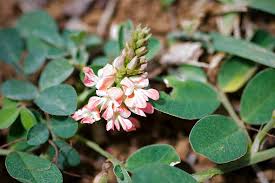 Image result for Indigofera spicata
