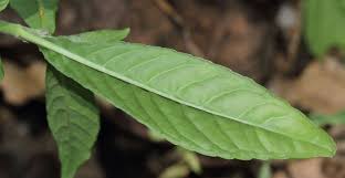 Image result for Struchium