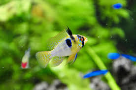 Onlineverkauf von aquarienfischen, korallen und wirbellosen. Schmetterlingsbuntbarsch Haltung Im Aquarium Zooplus Aquaristik Magazin