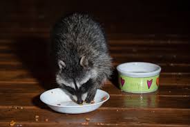 In the wild, raccoons eat birds and other mammals, but they prefer to hunt for easier meals if they are available. Killing Them With Kindness Cornell Wildlife Health Lab