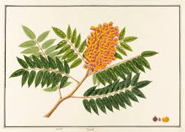 Image result for Cnestis