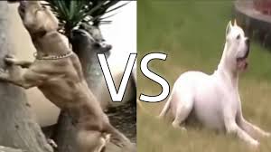 Pitbull Vs Dogo Argentino Kopek Dovusleri Vs Kopek Kavgasi Hakkinda Dog Fights About Youtube