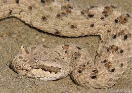 Colorado Desert Sidewinder Crotalus Cerastes Laterorepens Snake Reptile Snakes Beautiful Snakes