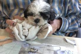 Purchasing a puppy provides you with protections such as a puppy history, health warrantees, registration papers, veterinarian the teddy bear is a unique designer breed in that its parents can be a mix of the shih tzu and the poodle (shih poo), the bichon. Teddy Bear Pups For Sale In La Porte City Iowa Classified Americanlisted Com