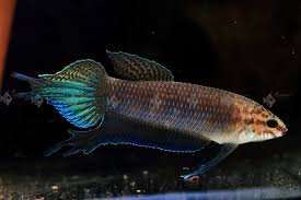 Streamlined Sparkles Betta Simorum Betta Betta Fish Tropical Fish