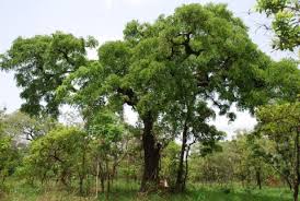 Image result for Glenniea africana