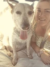 These are my fur babies. Meet Bella (Blue Heeler) and Cash (Australian  Shepard). Bella is the queen and Cash follows her everywhere. They are  inseparable. Love them so much❤️