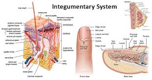 Cortical bone tissue and spongy. Integumentary System Definition Organs Functions Diseases
