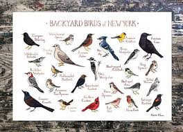 There's no need to look through dozens of photos of birds that don't live in your area. New York Backyard Birds Field Guide Art Print Watercolor Etsy Backyard Birds Guided Art Bird Poster