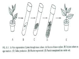 Maybe you would like to learn more about one of these? Plant Tissue Culture What Is Plant Tissue Culture