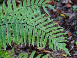 Image result for Pneumatopteris