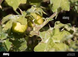 Image result for Solanum viarum