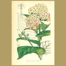 Image result for Rogiera amoena