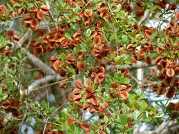 Image result for Combretum apiculatum