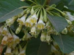 Image result for Dombeya shupangae