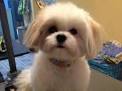 PuppyFind | Shiranian Puppies for Sale