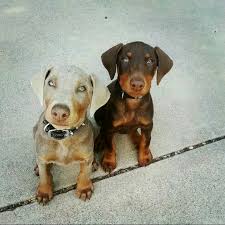 Black (b) and colour dilution (d). Doberman Puppies Doberman Pinscher Dog Doberman Puppy Doberman