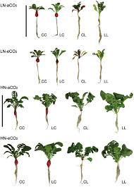 Maybe you would like to learn more about one of these? Harvested Grafted Radish Plants 18 Days After Transfer To Lnaco 2 And Download Scientific Diagram