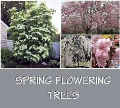 Often, you can identify types of small flowering trees by their recognizable colors. A Guide To Northeastern Gardening Spring Flowering Trees Pretty In Pink And White