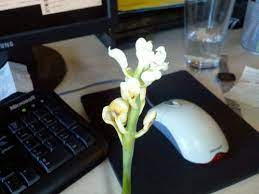 I think it is sunblotch disease caused by avocado sunblotch viroid (asbvd). Mutant Avocado Seedling