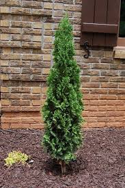 Degroots Spire Arborvitae Another Option For Front Anchor Plants Height 8 12 A More Narrow Growt Arborvitae Landscaping Front Yard Plants Front Flower Beds