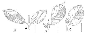 Image result for Sericanthe leonardii