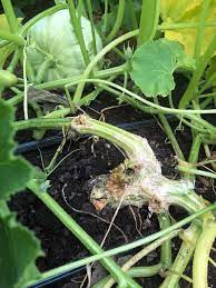 We did not find results for: How To Remove Prevent And Control Squash Vine Borers