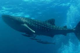 The rostrum is covered with special organs that help these sharks locate prey in the low light of their preferred habitat by sensing the electric field created by other fishes. 10 Weirdest Sharks In The World And Top 5 Weirdest Extinct Sharks Sharkwater Extinction